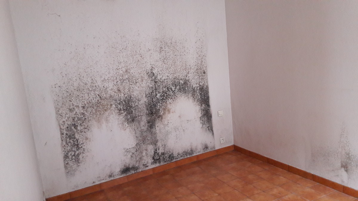Moisissures - Expertise humidité à Montreuil